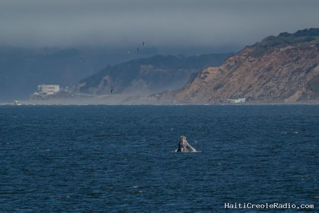 À San Francisco, les baleines sont devenues un casse-tête pour le trafic maritime