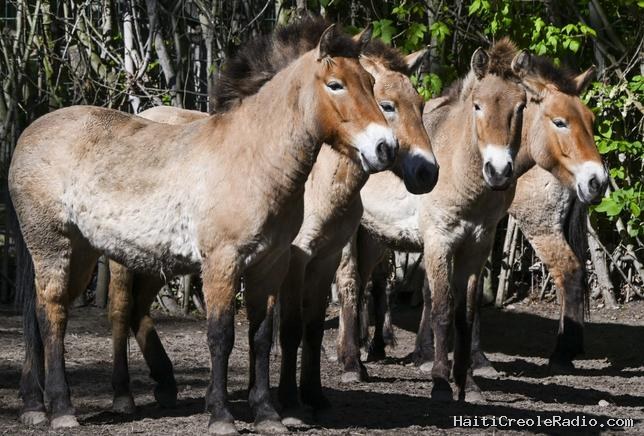 Au Kazakhstan, le cheval de Przewalski renaît dans la steppe après près de deux siècles