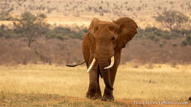 Au Kenya, les agriculteurs apprennent à vivre en bons amis avec les éléphants