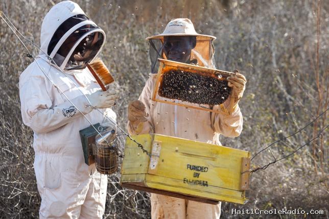 Au Kenya, les précieuses abeilles de la mangrove de Lamu