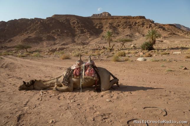 Au Maghreb et dans la Corne de l’Afrique, même les dromadaires surchauffent