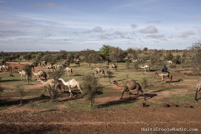 Au Sénégal, le lait de chamelle se vend à prix d’or