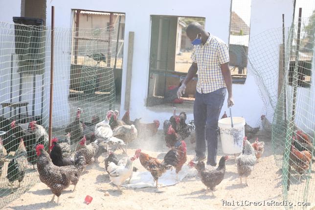 Au Zimbabwe, des traitements contre le sida dans des élevages de volailles