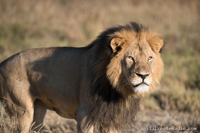 Au Zimbabwe, des vuvuzelas pour faire fuir les lions