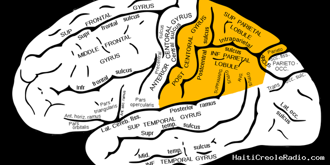 Autotopoagnosie : ne plus savoir où est son nez, son coude, ou une partie du corps d’autrui