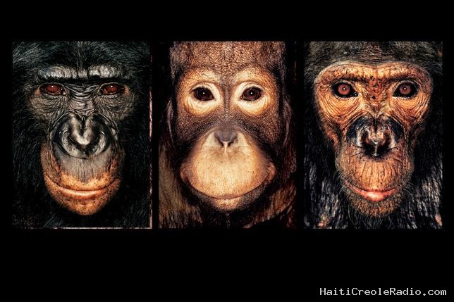 Aux Rencontres d’Arles, deux siècles de regard humain sur les animaux