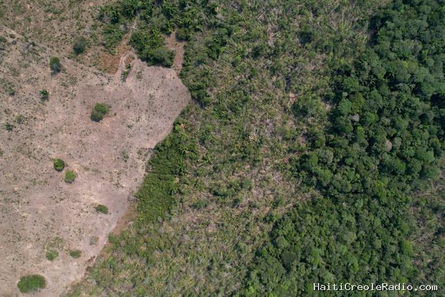 Brésil : la déforestation de l’Amazonie à son plus bas historique