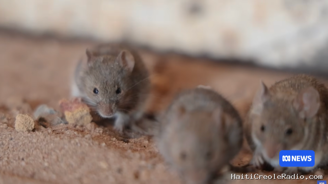 “C’est de la folie” : des souris déferlent par millions sur l’ouest de l’Australie
