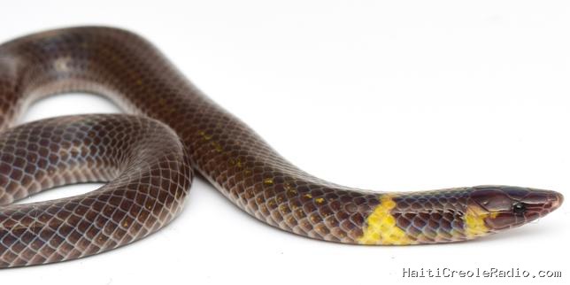 Ces serpents qui s’enfuient en faisant la roue