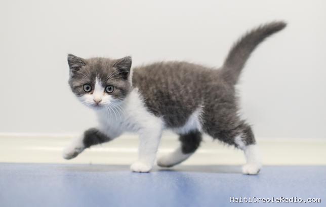 Cloner son chat ou son chien, une pratique consumériste ?