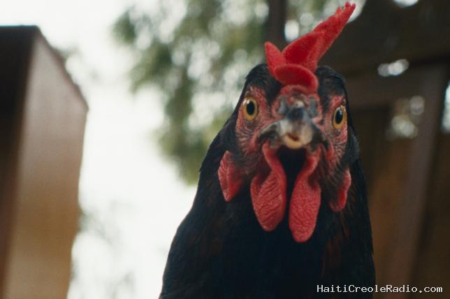 “Cocotte” : le film qui voit le monde par les yeux d’une poule a un petit grain