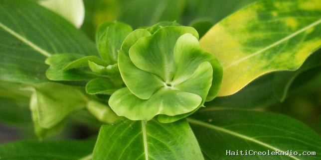 Comment des bactéries métamorphosent des fleurs en feuilles
