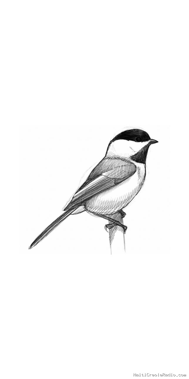 Comment dessiner un oiseau, avec David Sibley