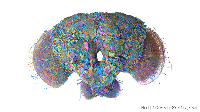 Comment le cerveau virtuel d’une mouche s’est emparé des réseaux sociaux
