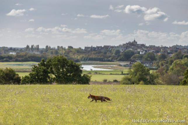 Dans la campagne anglaise, avec les saboteuses de parties de chasse