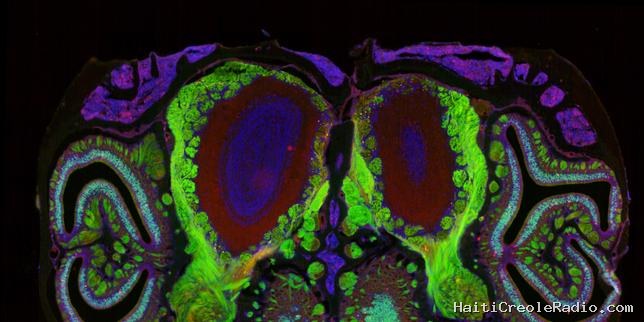 Dans le nez d’une souris pour pister la transmission de l’information olfactive