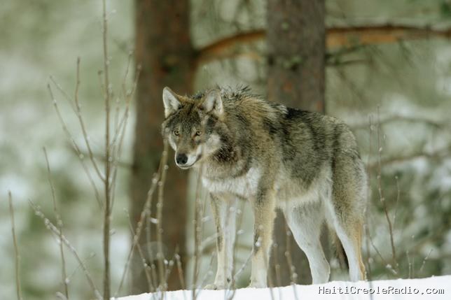 Dans le viseur de Trump, le loup pourrait perdre son statut d’espèce protégée