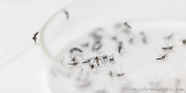 Dans les sous-sols de l’Institut Pasteur, on étudie les moustiques pour lutter contre des virus