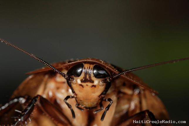 Des cafards téléguidés munis de combinaisons ont pu rester trois heures sous l’eau
