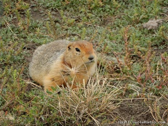 Des crottes fossilisées de rongeurs racontent l’histoire passée du Yukon