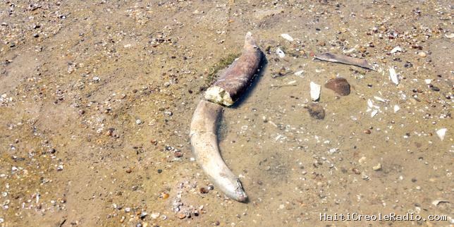 Des os de mammouth découverts en Bulgarie, dans le lit du Danube, dont le niveau est exceptionnellement bas à cause de la sécheresse