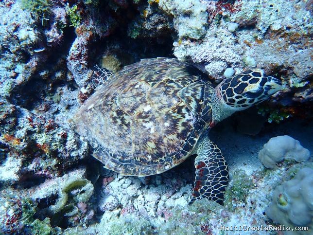 Des tortues et des poissons équipés de mouchards ? La Chine se méfie de tout type d’espion