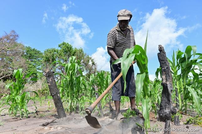 En Afrique, l’Alliance pour une révolution verte “peine à sortir les agriculteurs de la pauvreté”