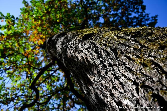 En Allemagne, de mystérieux empoisonneurs d’arbres œuvrent dans les parcs et les forêts