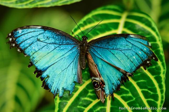 En Amérique latine, la chaleur menace le bleu emblématique des papillons Morpho