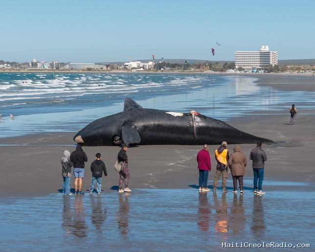 En Argentine, la population de baleines franches affiche un “taux de mortalité record”