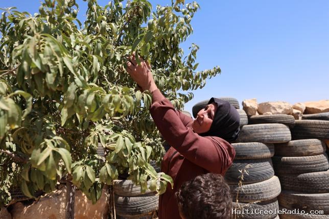 En Cisjordanie occupée, le sabotage agricole, l’autre arme des colons israéliens