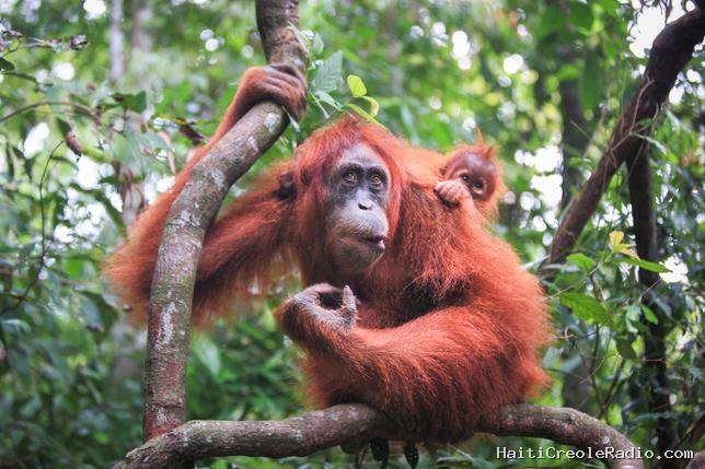 En copiant leurs congénères, les petits orangs-outans apprennent à se nourrir tout seuls