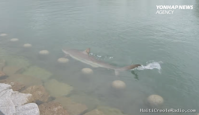 En Corée du Sud, un requin cuivre s’engouffre dans un canal et fait sensation