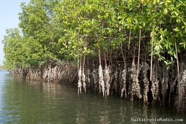 En Gambie, les femmes sont les “gardiennes de la mangrove”
