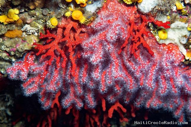 En Grèce, le marché noir menace le corail rouge