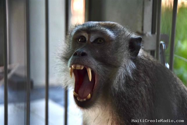 En Indonésie, les attaques de singes révèlent un déséquilibre écologique