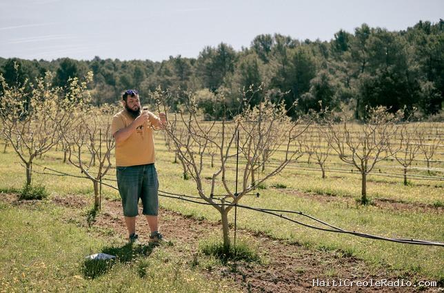 En Provence, à l’heure du dérèglement climatique, la pistache est reine