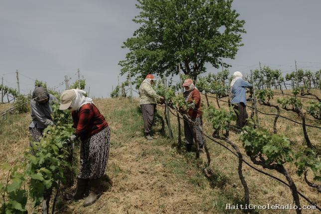 En Turquie, la vigne est une affaire de femmes