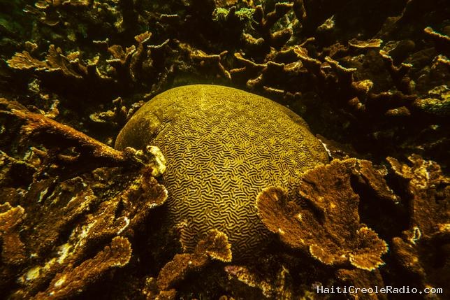 Et si on assurait le corail ?