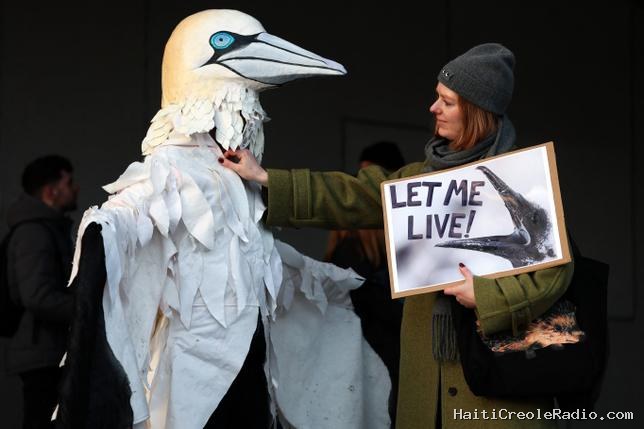 “Guga hunt” : l’interdiction inédite d’une chasse aux oisillons agite l’Écosse