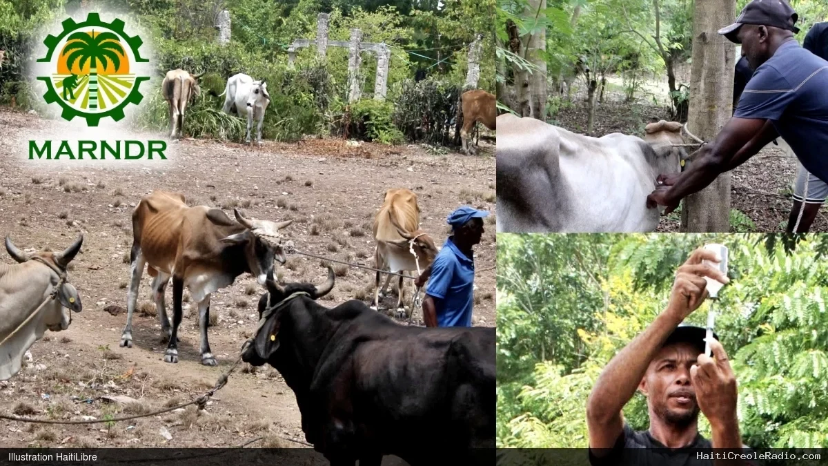 Haïti - Agriculture : Vaste campagne de vaccination animale pour combattre la fièvre du charbon (Anthrax)