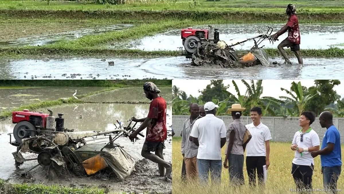 Haïti - Taïwan : Début officiel de la 2ème campagne rizicole dans l’Artibonite