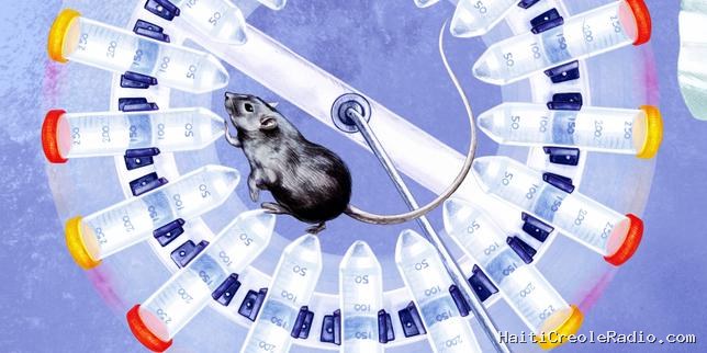 Hantavirus : comment la recherche se mobilise face à la souche des Andes
