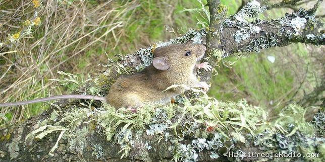 Hantavirus : tout savoir sur le rat pygmée de rizière à longue queue