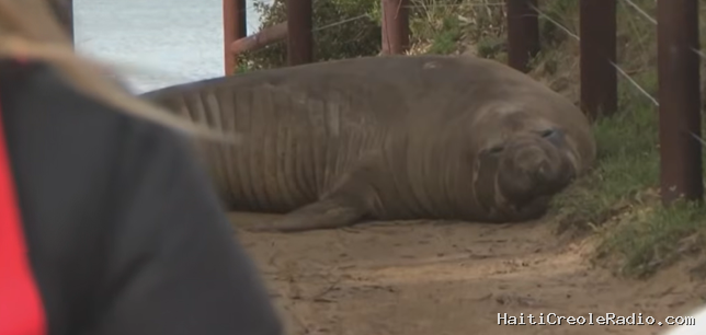 “Hooligan ou mal éduqué ?” : Neil, l’éléphant de mer, inquiète la Tasmanie