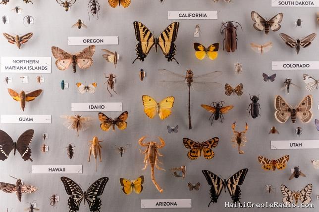 Il y aurait 20 millions d’espèces d’insectes, trois fois plus qu’on ne le pensait