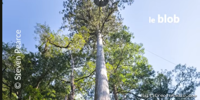 Ils ont mesuré l’arbre le plus haut d’Asie de l’Est