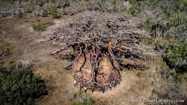 L’agonie de Tsitakakantsa, vénérable baobab malgache tué par le dérèglement climatique