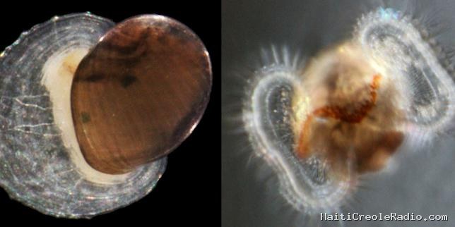 L’étonnant périple vers la surface des océans des larves de mollusques abyssaux