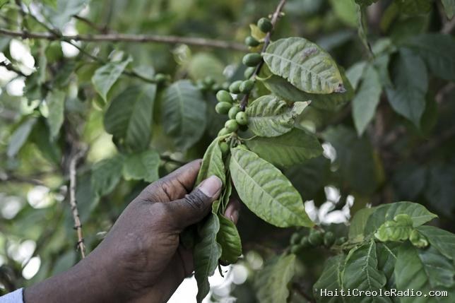 L’industrie du café en Éthiopie pourrait être coulée par les normes de l’UE sur la déforestation